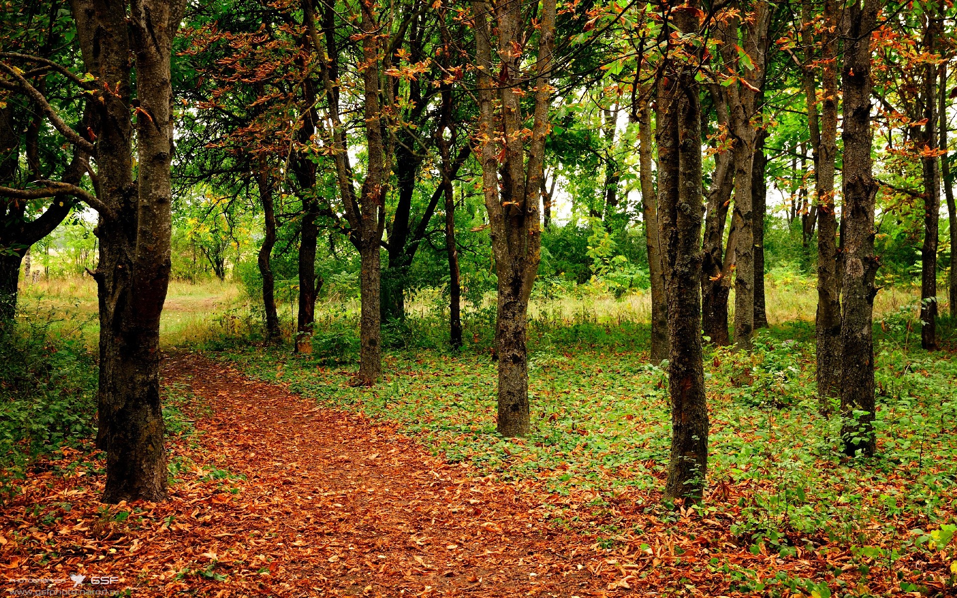 张雨霏被评为亚洲最具影响力泳手,游泳选手张雨霏个人资料